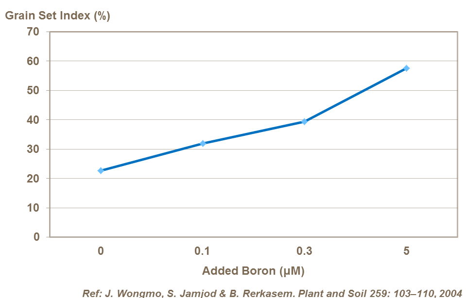 Effect of boron on grain set in barley, glasshouse trial