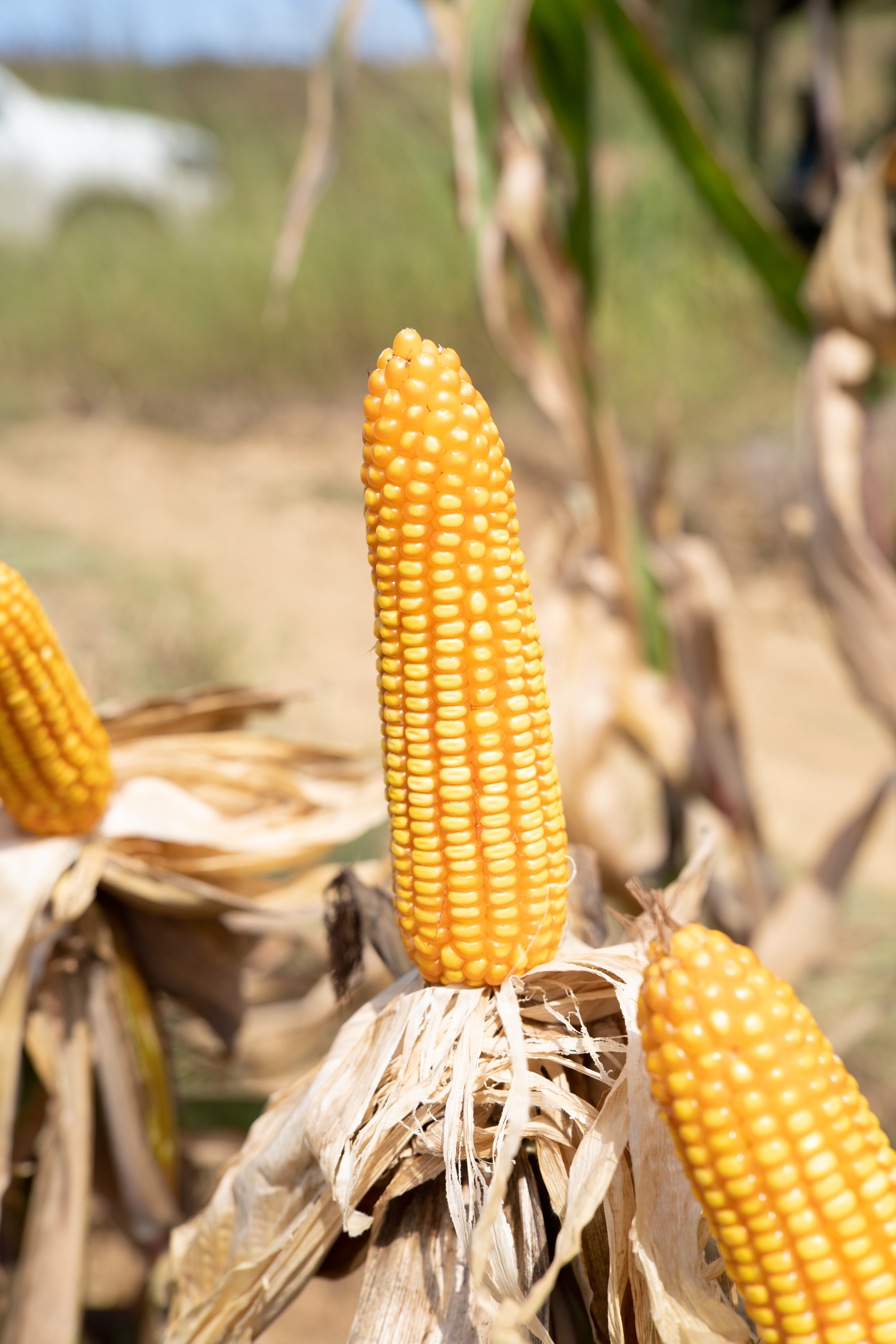 maize