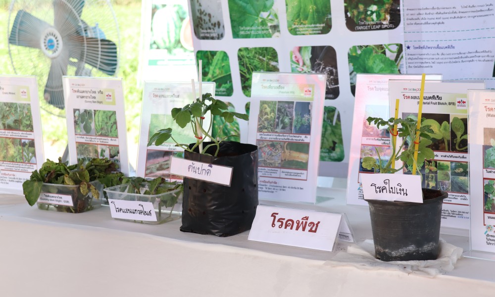 EWS yara watermelon field day at kalasin