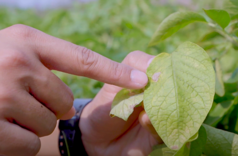 อาการขาดธาตุแมกนีเซียมในมันฝรั่ง