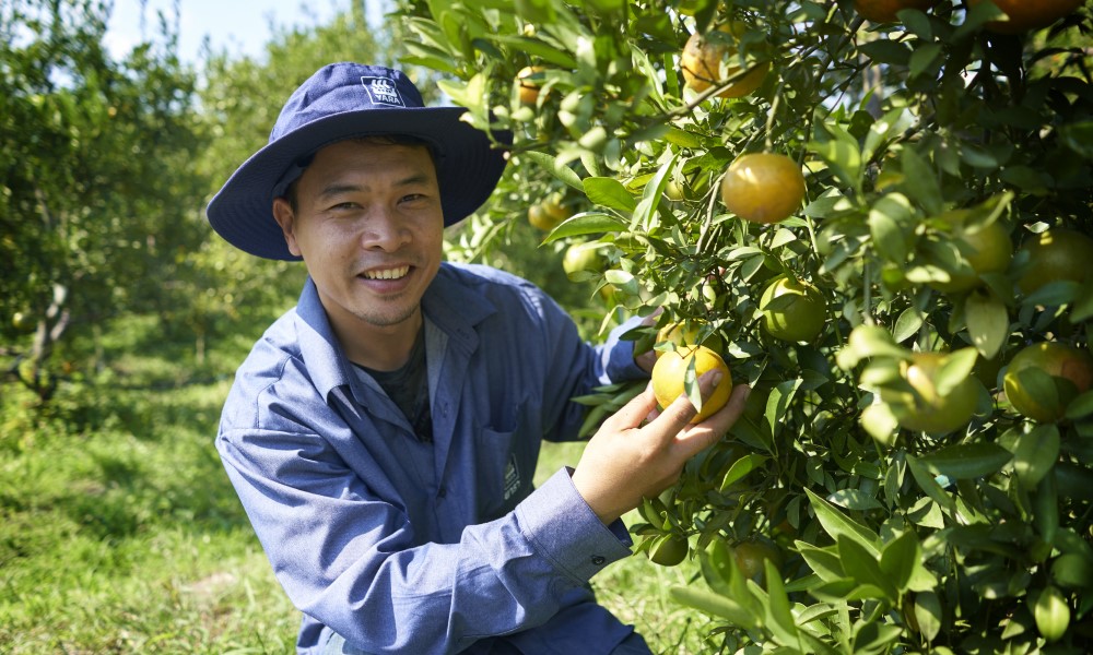 tangerine farmer