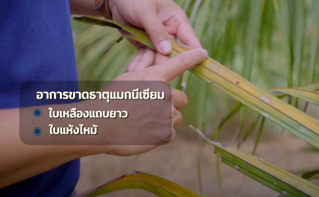 ปาล์มน้ำมัน 