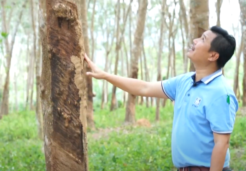 ยางพารา