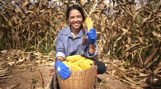 maize farmer
