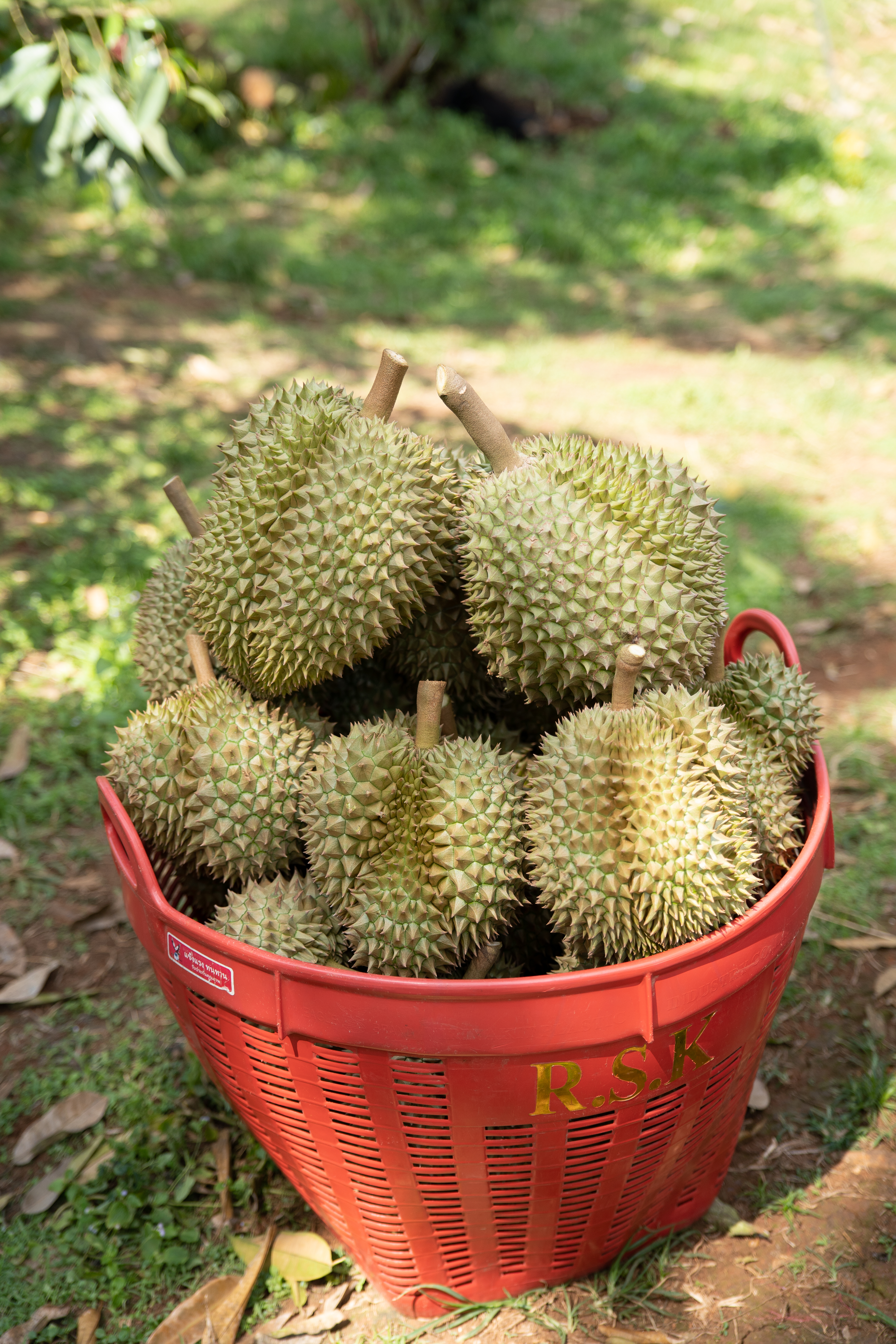 ทุเรียน