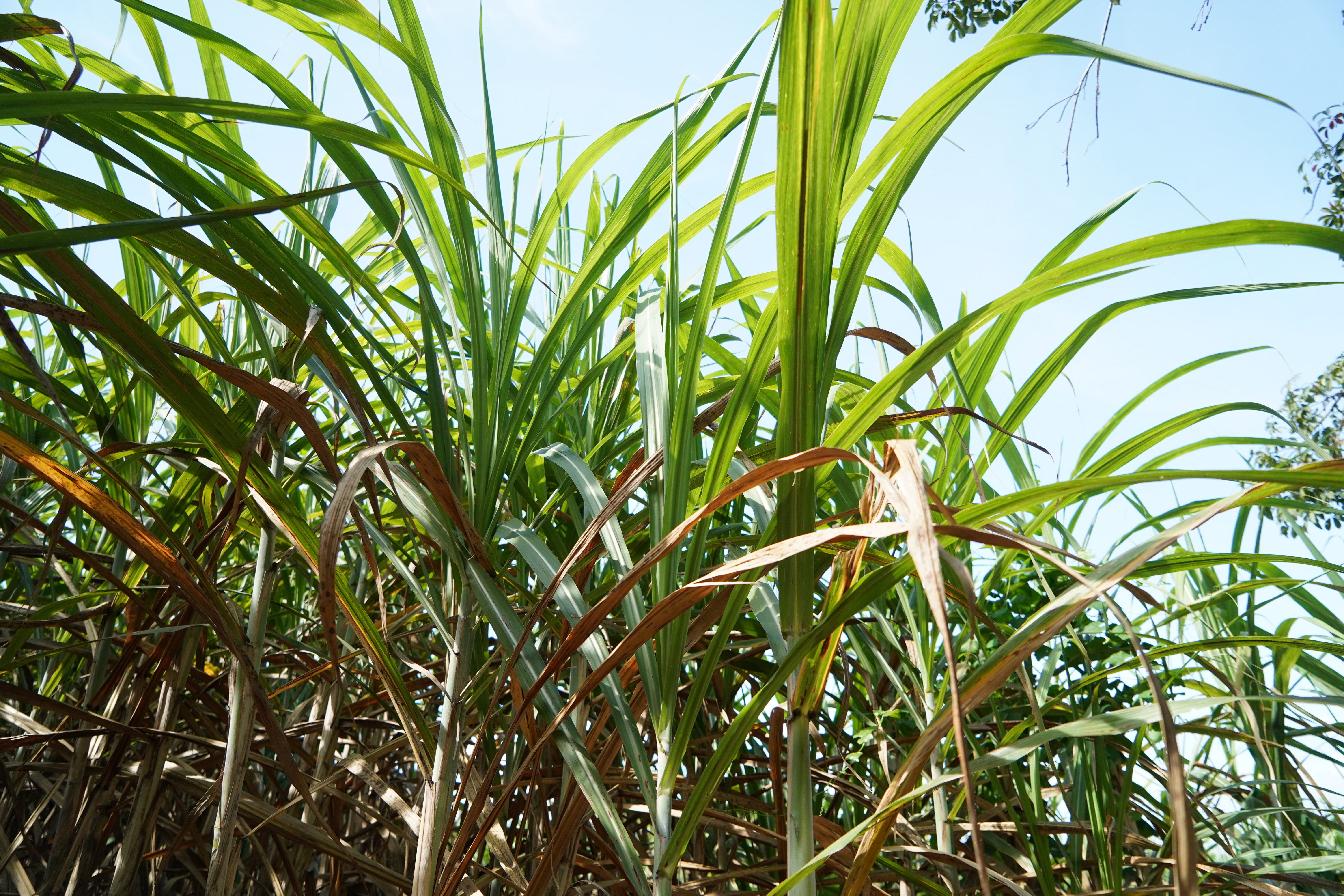 Sugarcane