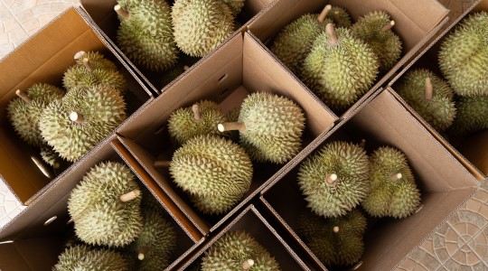 ทุเรียน