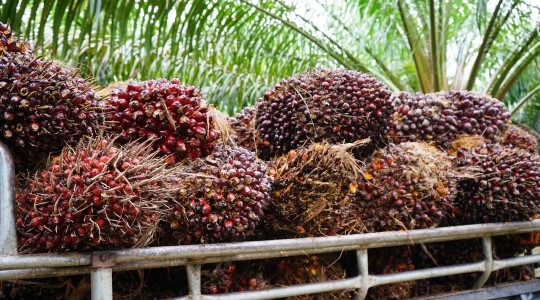 Oilpalm