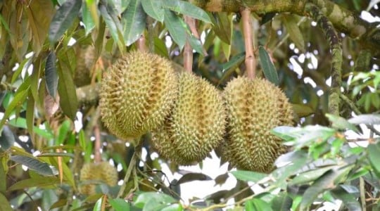 Durian