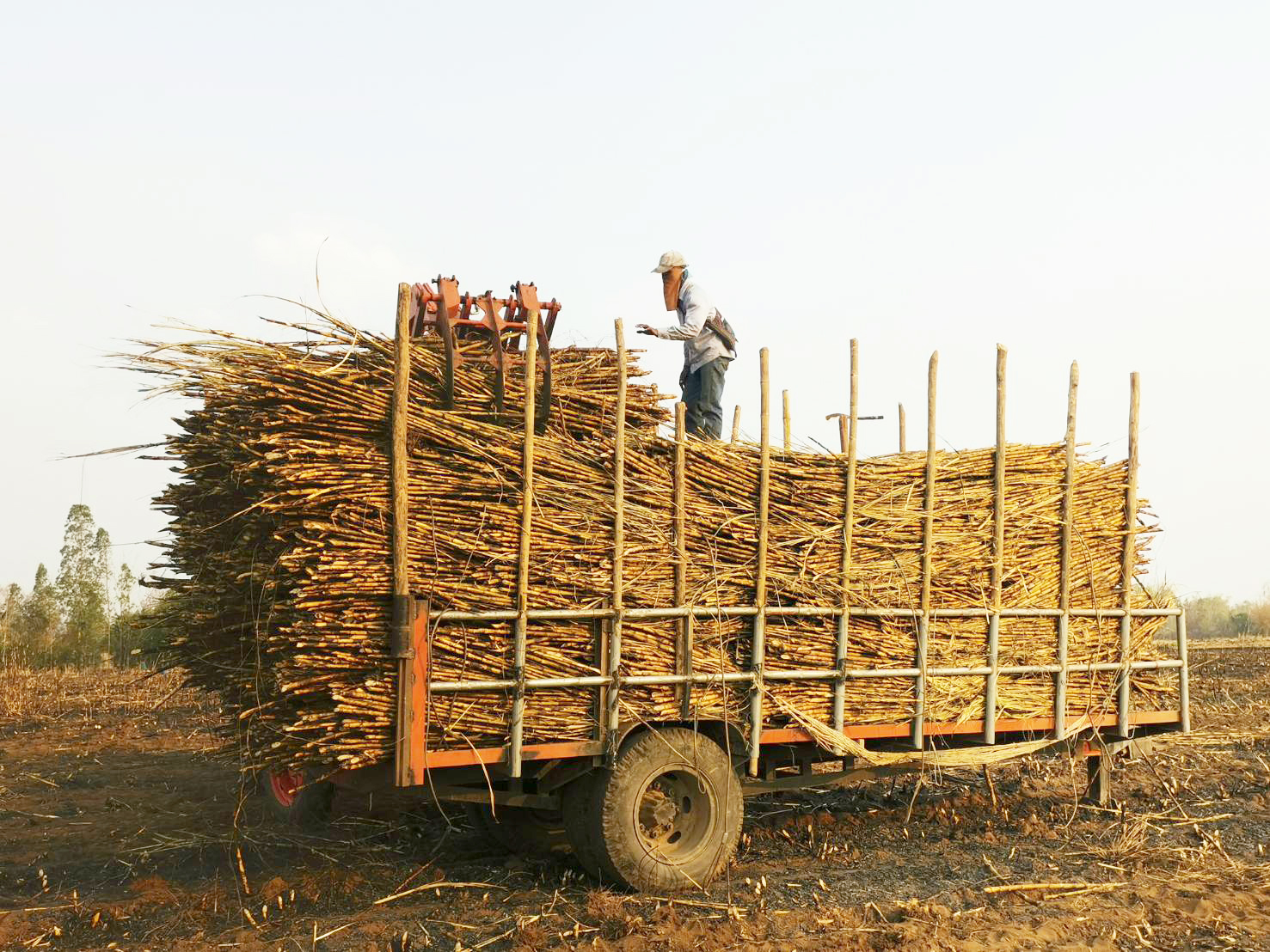 Sugarcane truck