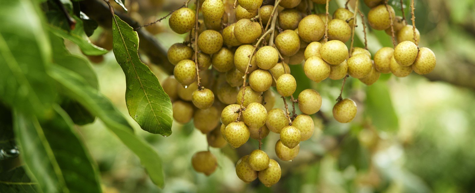 longan