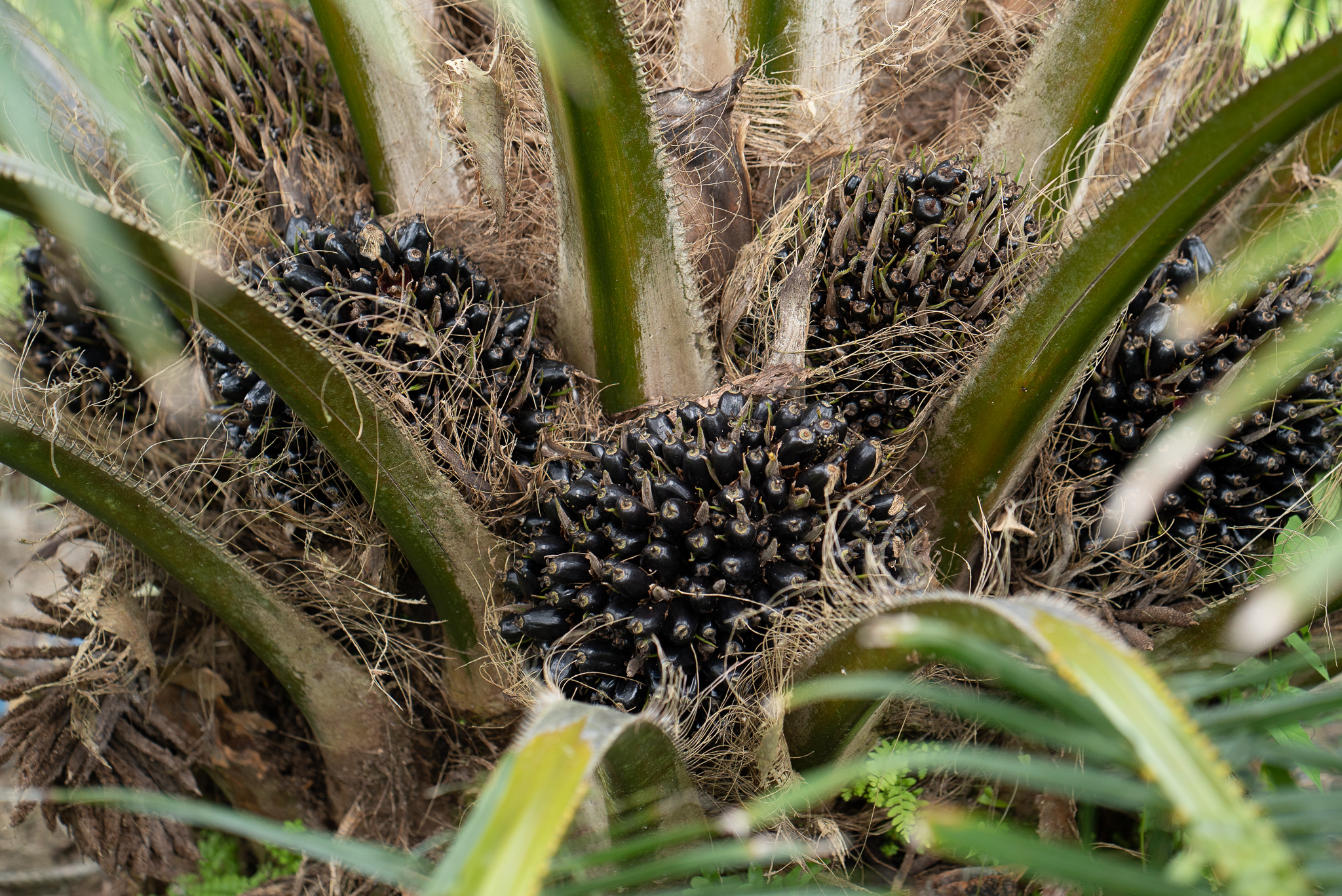 ปาล์มน้ำมัน