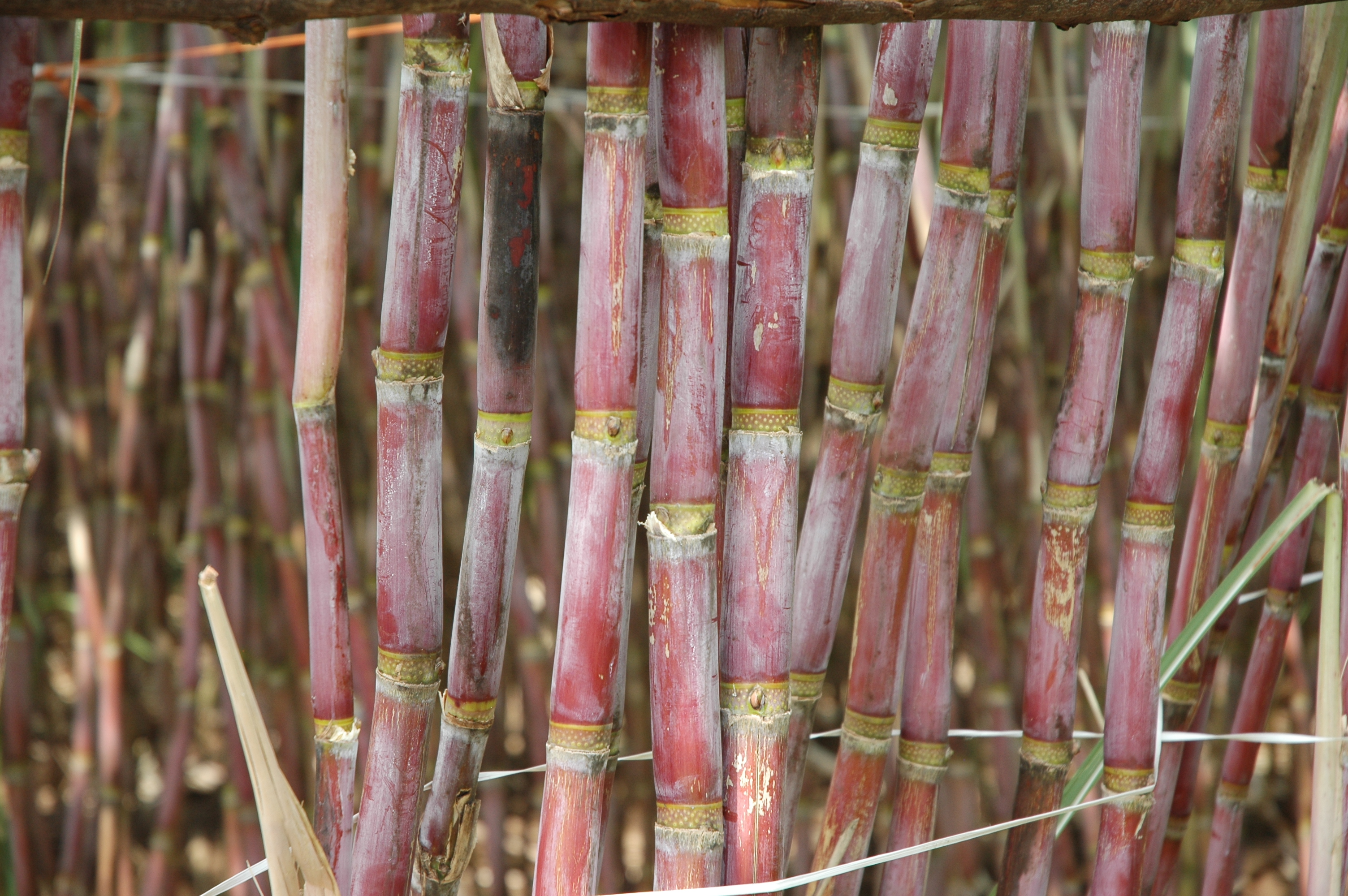 Sugarcane