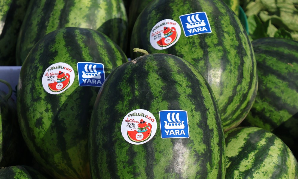 EWS yara watermelon field day at kalasin