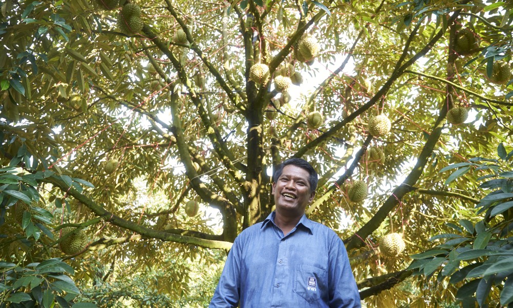 durian farmer chantaburi