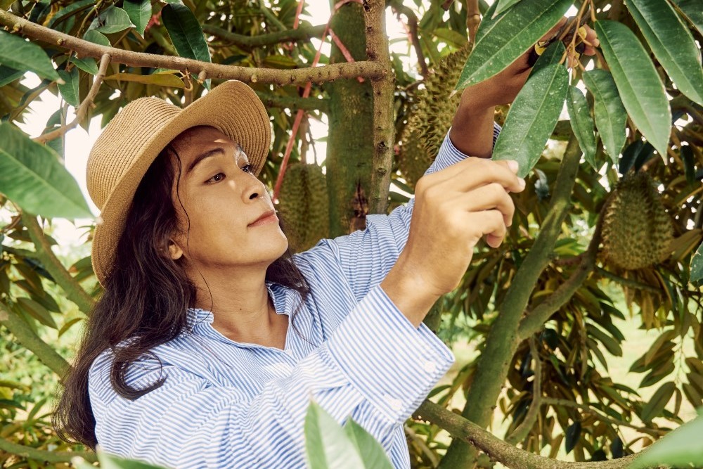 durian farmer
