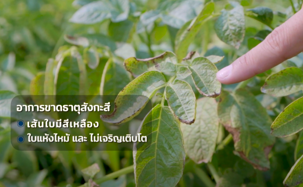 อาการขาดธาตุสังกะสี ในมันฝรั่ง