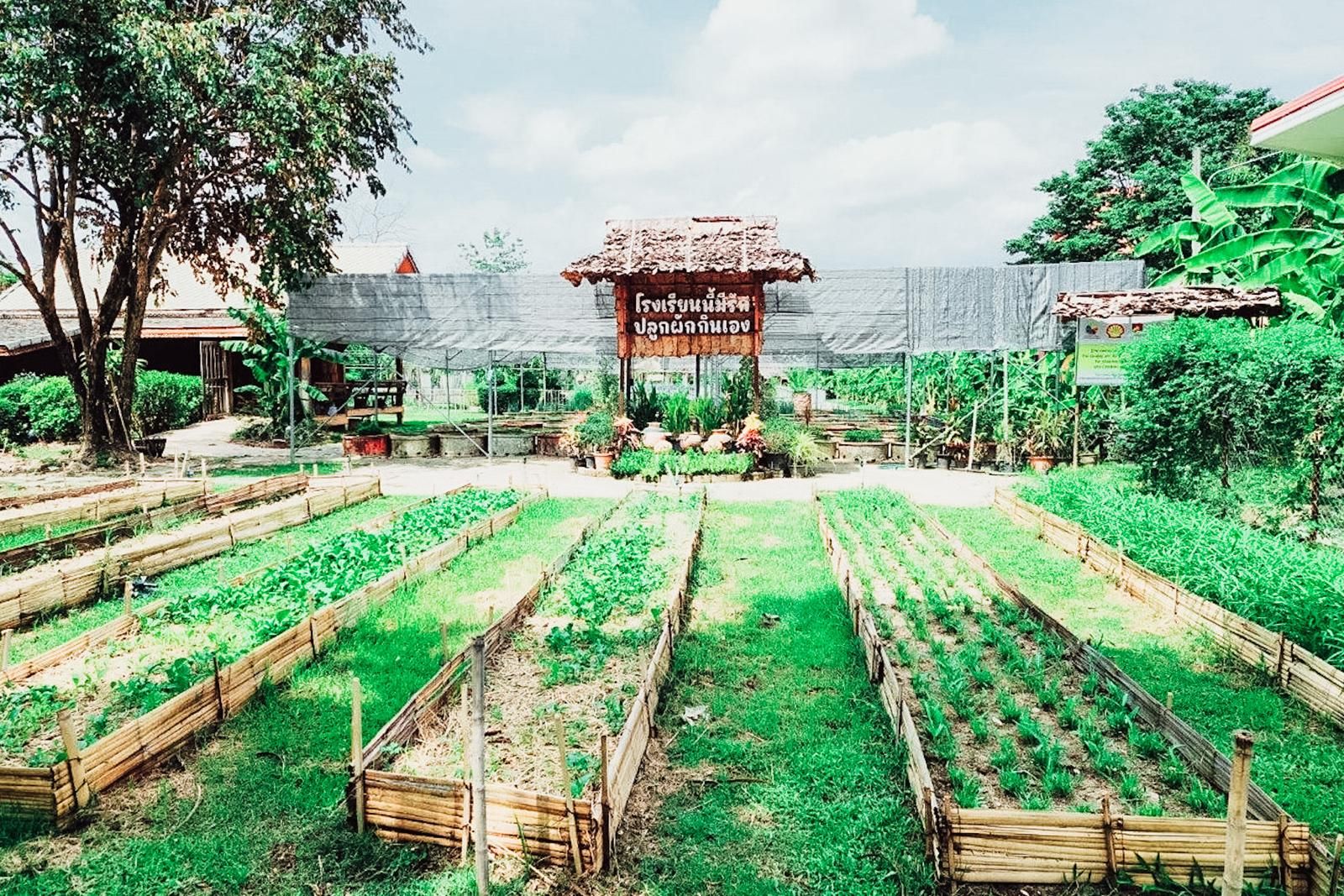 แปลงปลูกโรงเรียนศรีสังวาลย์