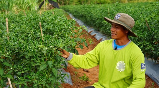 คุณคะนอง กิ่งกนทา