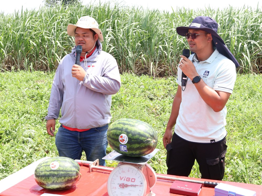 EWS yara watermelon field day at kalasin