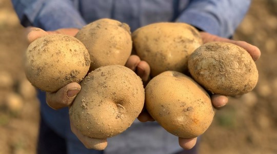 มันฝรั่ง