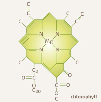 Chlorophyll molecule