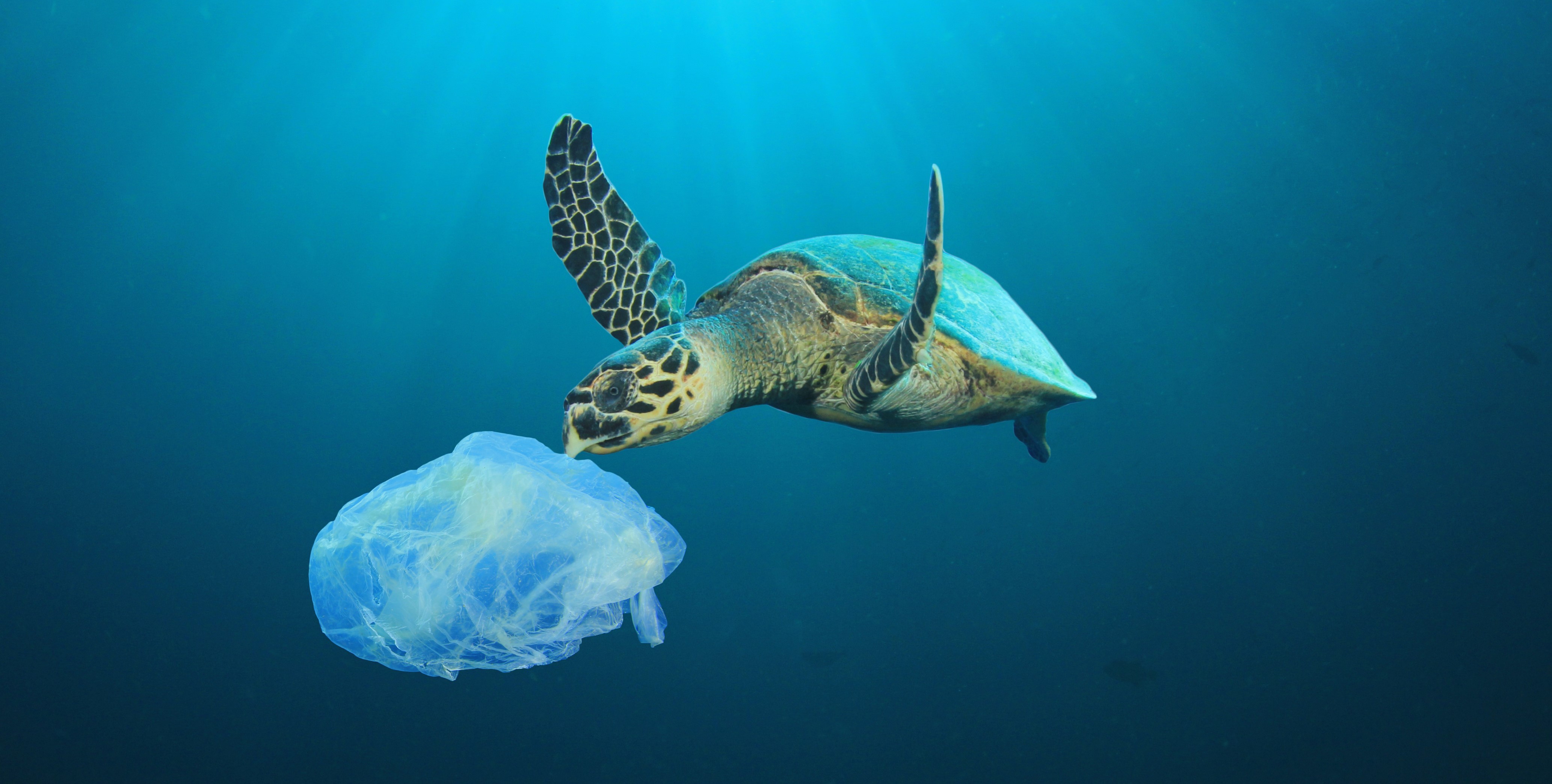 Sea turtle with plastic bag