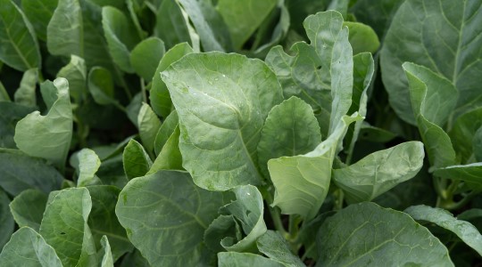 ผักคะน้า