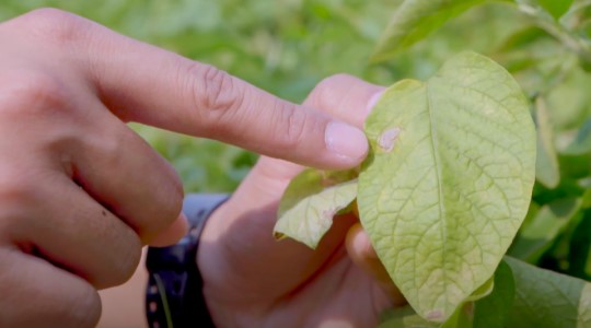 รู้ทัน...อาการขาดธาตุในมันฝรั่ง