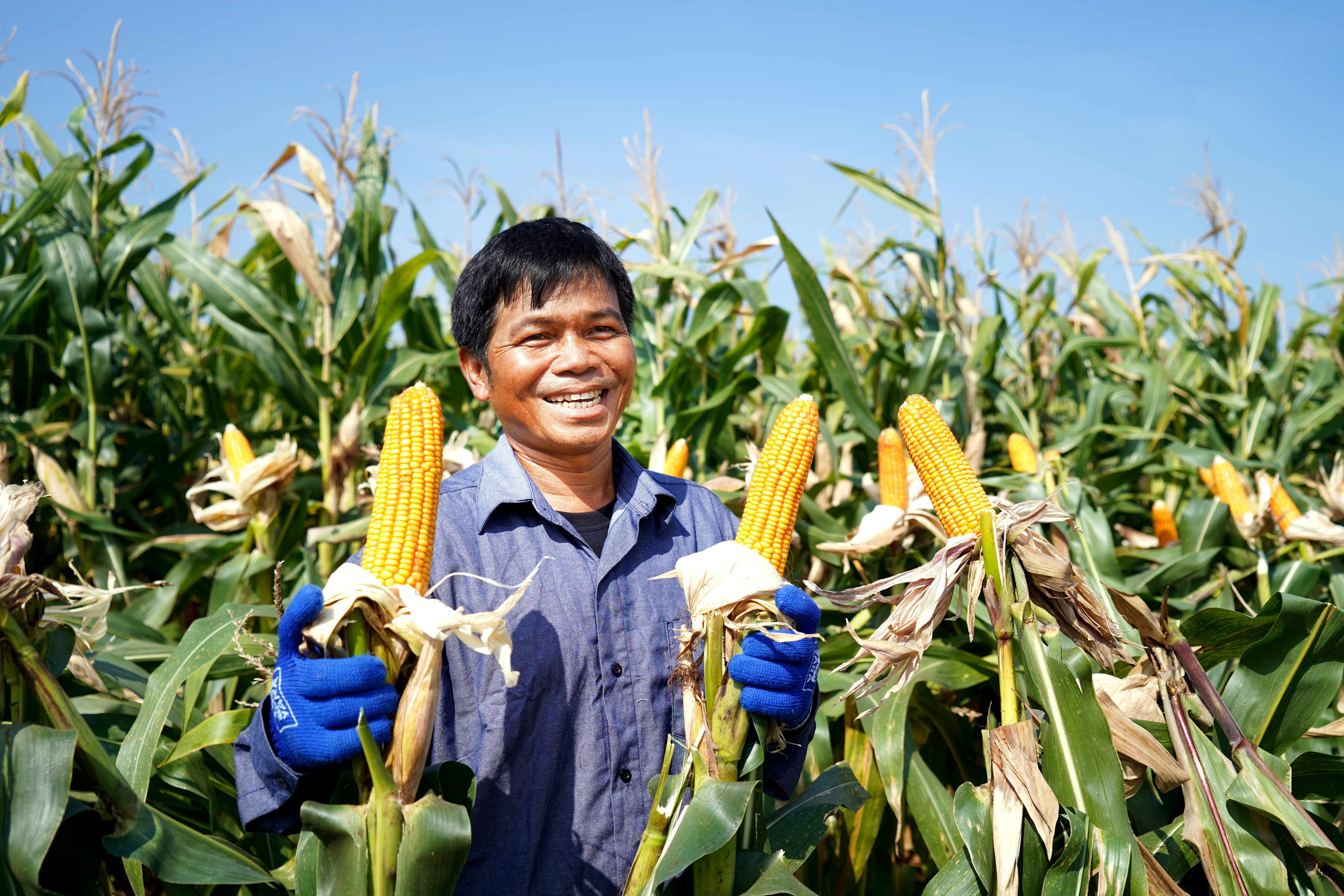 maize